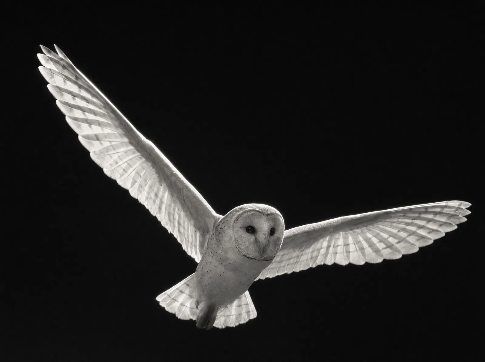 Black and white studio photograph of a barn owl in flight, wings fully spread, rim-lit against black